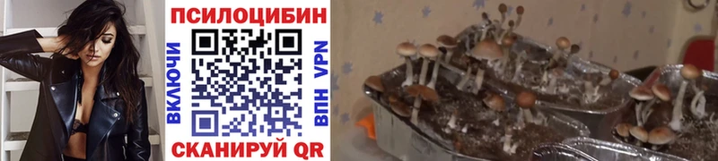 Галлюциногенные грибы Psilocybine cubensis  Городище 